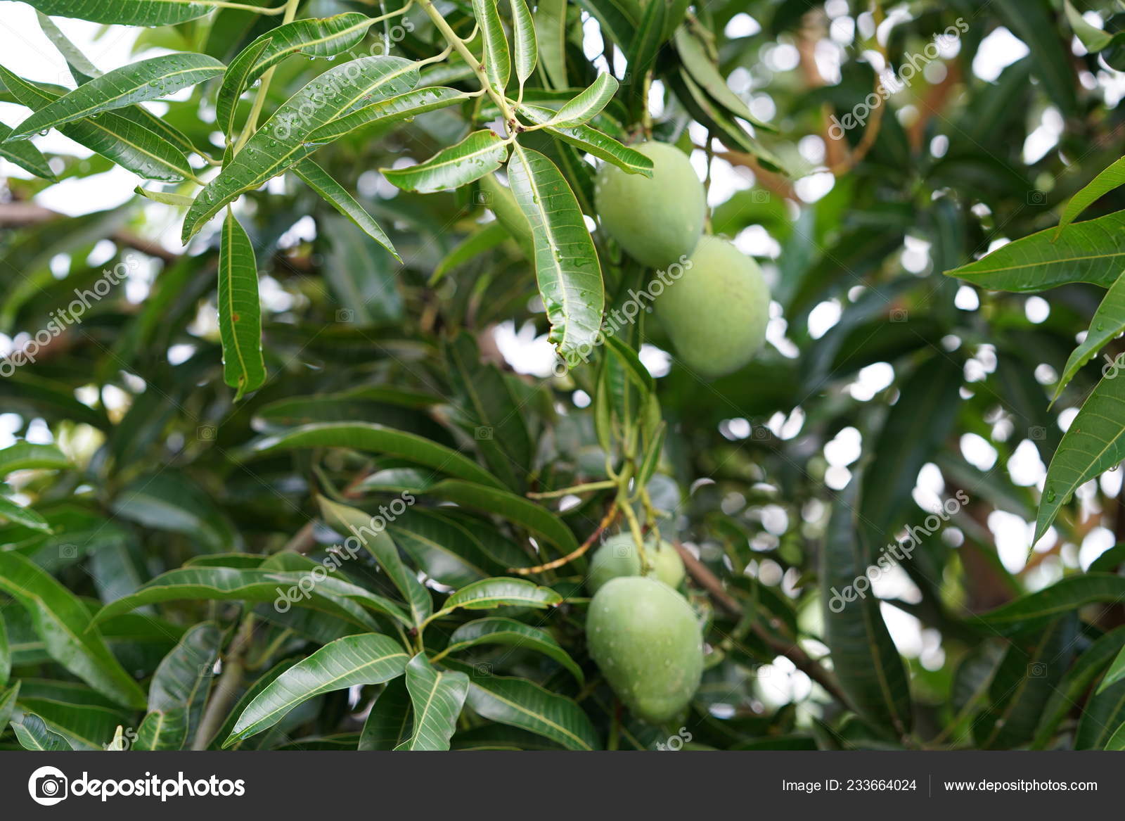 Árbol Mango Con Hojas Verdes Mangos Verdes — Foto de stock #233664024 ©  NicholasGeraldinePhotography, image size:1600x1167