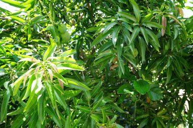 parlak güneş ışığı altında yemyeşil yeşil yaprakları