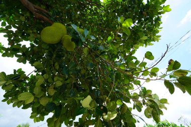 yemyeşil büyüyen egzotik tropikal meyve