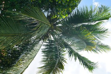 yeşil Hindistan cevizi hurma ışıklı Güneş gökyüzünde