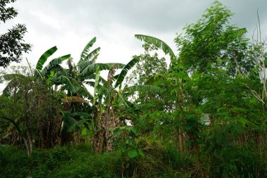 yeşil muz avuç içi ve bulutlu gökyüzü görünümü