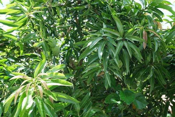 Hojas Verdes Exuberantes Luz Del Sol Brillante — Foto de Stock