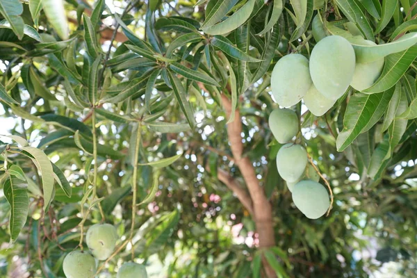 Mangobaum Mit Grünen Blättern Und Grünen Mangos — Stockfoto