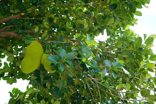 异国情调的热带水果生长在郁郁葱葱的绿色植物中 — 图库照片