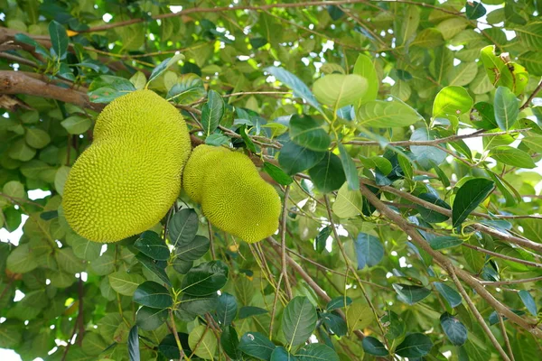 异国情调的热带水果生长在郁郁葱葱的绿色植物中 — 图库照片