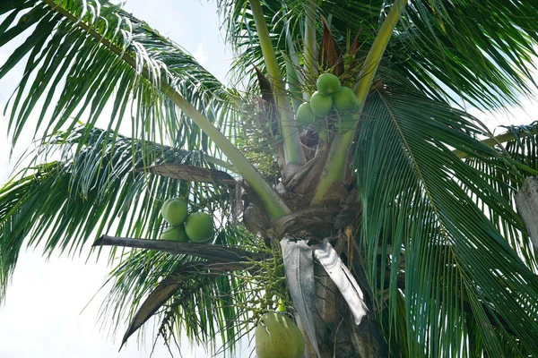 라이트 하늘에 코코넛 — 스톡 사진
