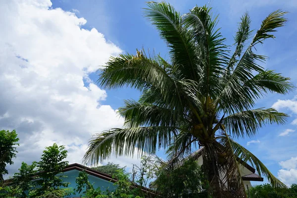 Pohled Tropickou Zeleň Nad Domy Oblačkým Nebem — Stock fotografie