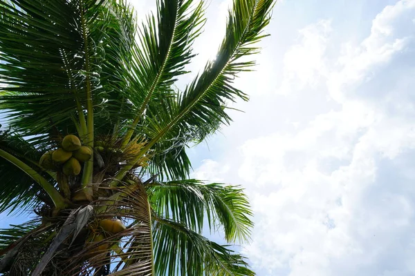 绿色椰子树在阳光下的天空 — 图库照片