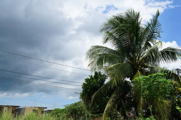 Vue Sur Verdure Tropicale Avec Ciel Nuageux — Photo