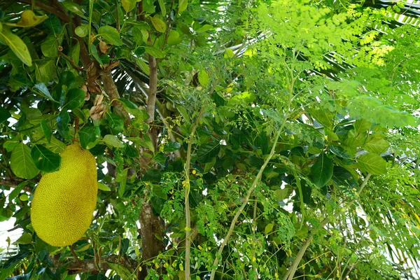 Frutas Tropicales Exóticas Que Crecen Una Exuberante Vegetación —  Fotos de Stock