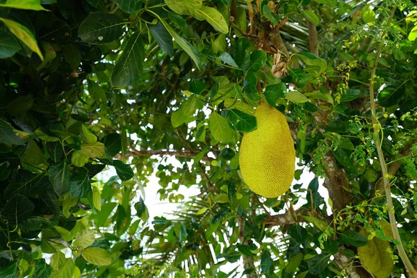 Exotische Tropische Früchte Wachsen Üppigem Grün — Stockfoto