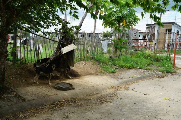 Perro Por Valla Vieja Escena Del Pueblo — Foto de Stock