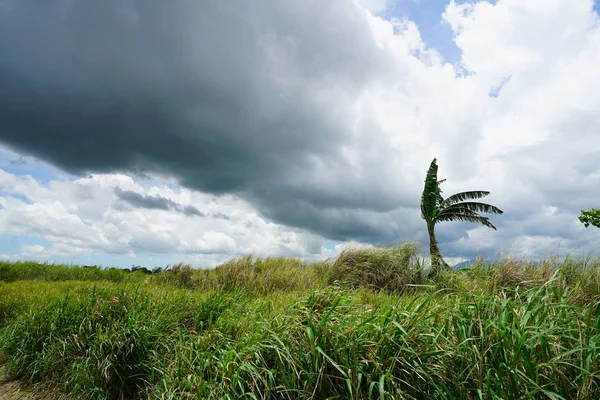 Fantastisk Natur Landskap Med Grönska Och Träd — Stockfoto