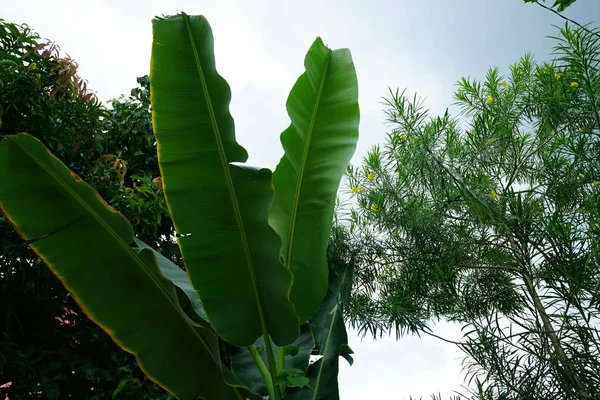 Vista Exuberante Folhagem Palma Verde — Fotografia de Stock