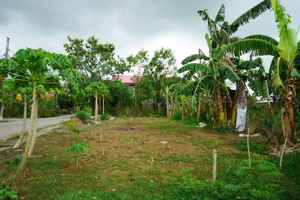 Scène Tropicale Feuillage Vert Luxuriant Herbe — Photo