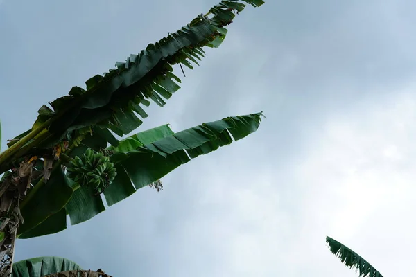 Blick Auf Grüne Bananenpalmen Und Bewölkten Himmel — Stockfoto