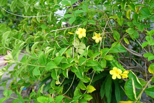 Exuberantes Arbustos Verdes Con Flores Flor — Foto de Stock