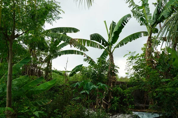 Green Tropical Trees Foliage Cloudy Sky — Stock Photo, Image
