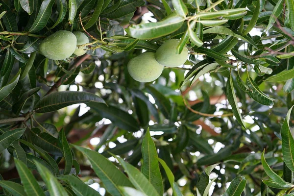 Árbol Mango Con Hojas Verdes Mangos Verdes — Foto de Stock