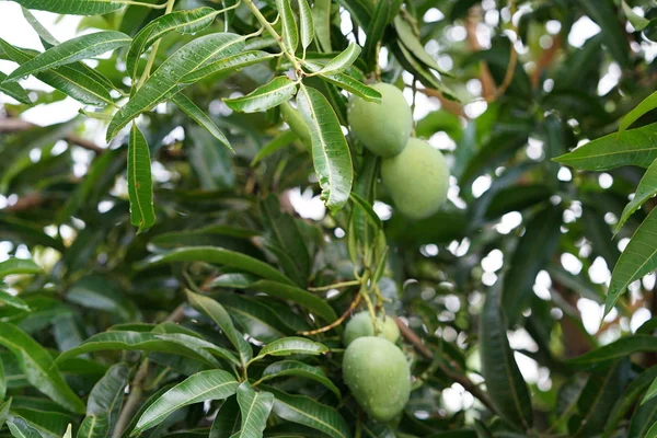 Μάνγκο Δέντρο Πράσινα Φύλλα Και Πράσινα Μάνγκο — Φωτογραφία Αρχείου