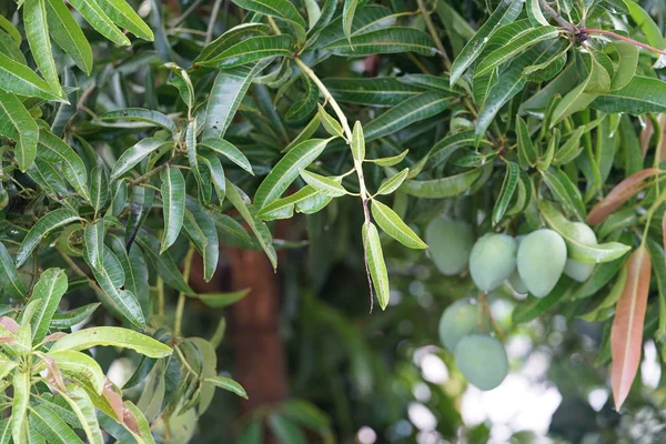 Mangobaum Mit Grünen Blättern Und Grünen Mangos — Stockfoto