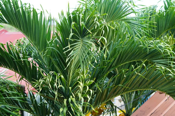 Vista Exuberante Folhagem Palma Verde — Fotografia de Stock