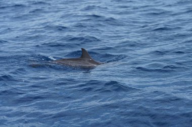 Okyanus vatandaşları ile muhteşem okyanus manzarası
