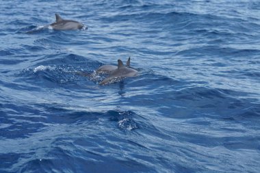 Okyanus vatandaşları ile muhteşem okyanus manzarası