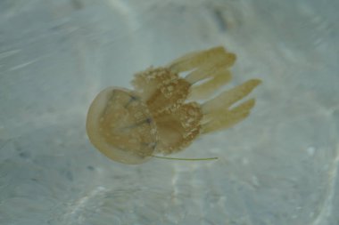 Kumlu okyanus derinlemesine sarı denizanası