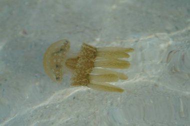 Kumlu okyanus derinlemesine sarı denizanası