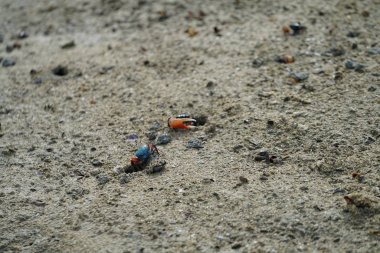 yengeçler ile plaj yüzeyi, yakın çekim