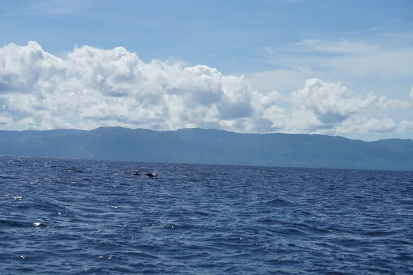 Impresionante Vista Mar Con Ciudadanos Del Océano — Foto de Stock