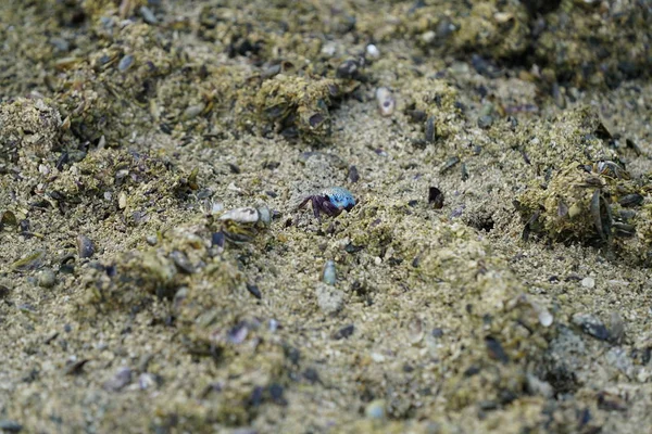 Beach Surface Crabs Close Shot — Stock Photo, Image