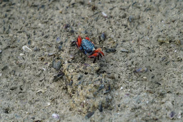 Crabe Sur Surface Plage Rocheuse Gros Plan — Photo