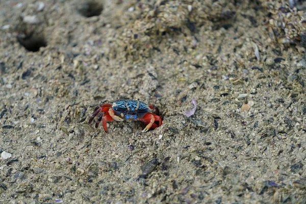 Crabe Sur Surface Plage Rocheuse Gros Plan — Photo