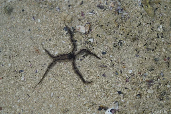 Gros Plan Des Étoiles Mer Surface Sable Plage — Photo