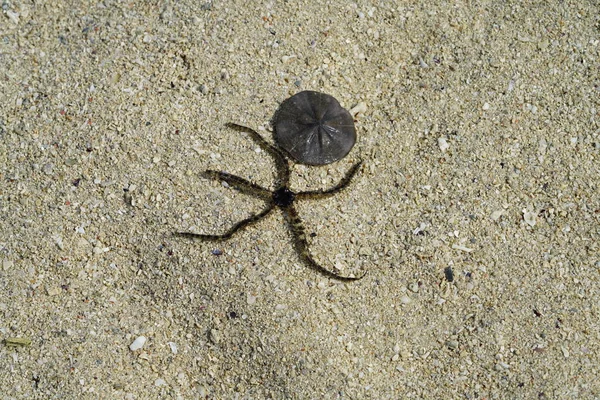 Close Shot Starfish Beach Sand Surface — Stock Photo, Image