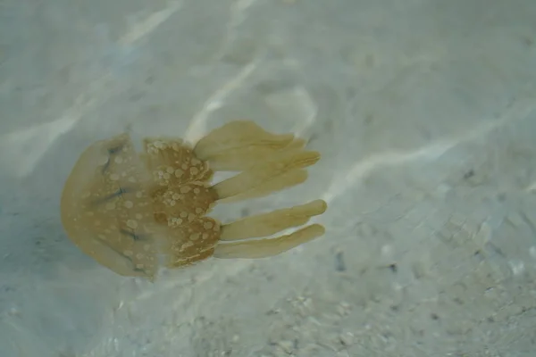 Medusas Amarelas Profundidade Oceano Arenoso — Fotografia de Stock