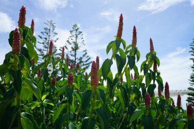mavi bulutlu gökyüzünde yeşil yaprakları ile egzotik bitkiler