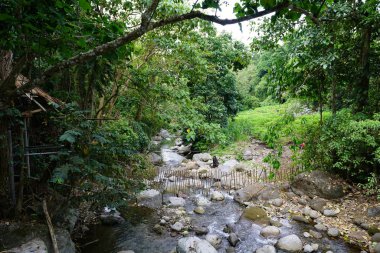 Bereketli yeşilliklerle çevrili kayalık nehir.