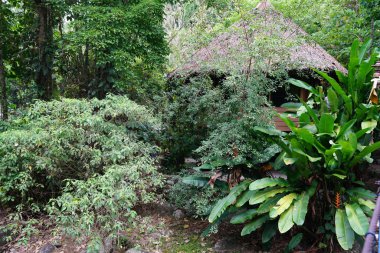 Bereketli tropik yeşillikte bungalov manzarası