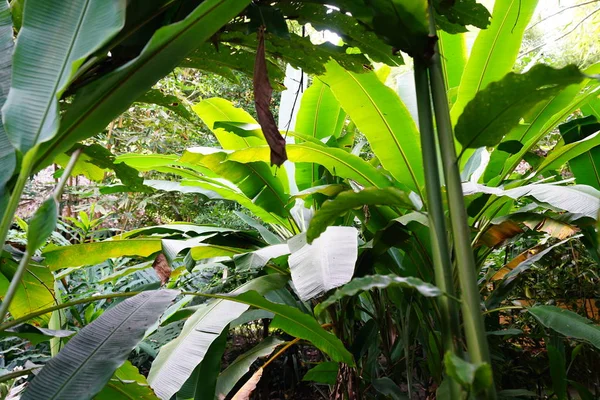 热带灌木与郁郁葱葱的绿叶 — 图库照片