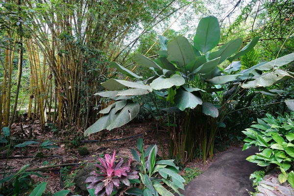 Camino Rodeado Varias Plantas Tropicales —  Fotos de Stock