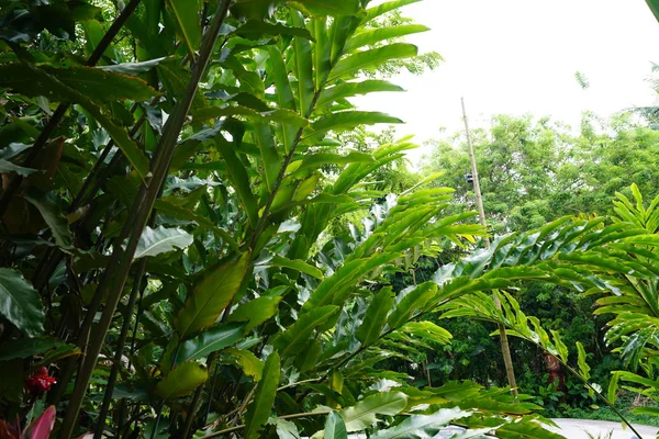 Exuberantes Plantas Tropicales Verdes Follaje —  Fotos de Stock