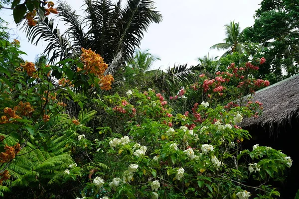 Vegetación Tropical Con Flores Blancas Flor —  Fotos de Stock