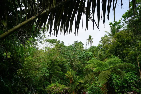 緑豊かな葉と熱帯ジャングルシーン — ストック写真