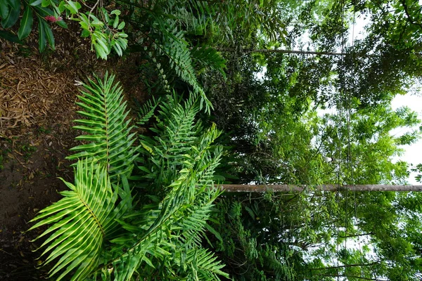 Paisagem Natural Incrível Com Vegetação Palmeiras — Fotografia de Stock