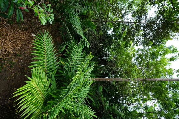 ヤシの木と緑の素晴らしい自然風景 — ストック写真