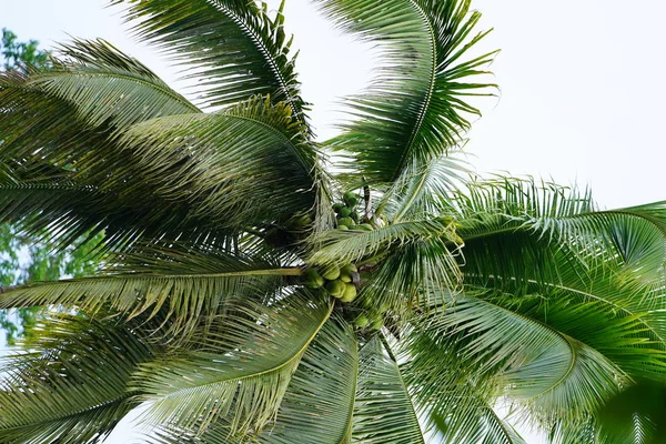 令人惊叹的自然景观与绿色植物和棕榈树 — 图库照片