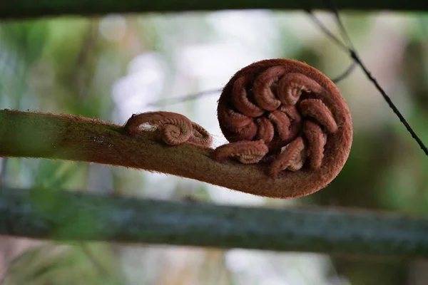 Tige Bouclée Plante Exotique Gros Plan — Photo